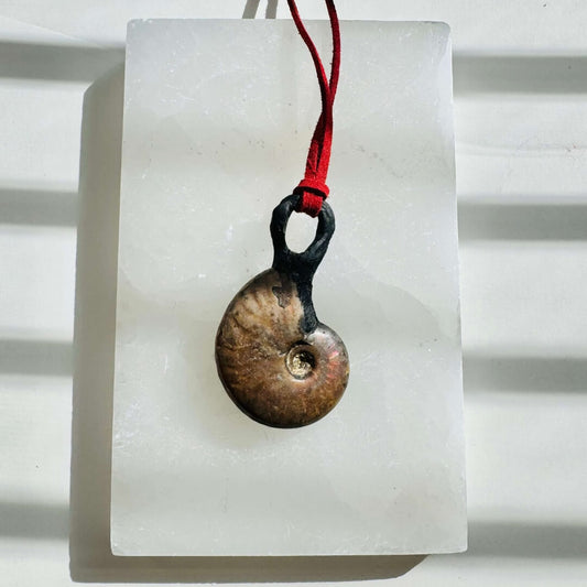 AMMONITE | Wealth, Health, New Home