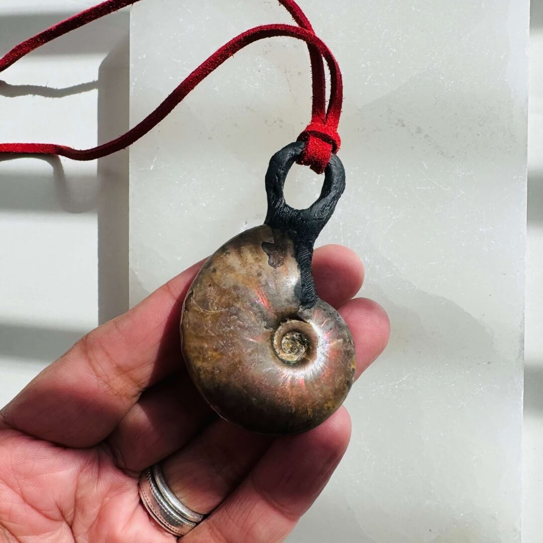 AMMONITE | Wealth, Health, New Home