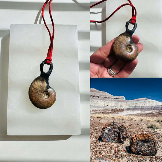 AMMONITE | Wealth, Health, New Home